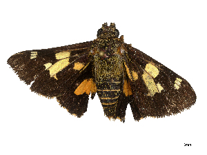  ( - CBG-B20048-D12)  @11 [ ] CreativeCommons - Attribution Share - Alike (2025) CBG Photography Group Centre for Biodiversity Genomics