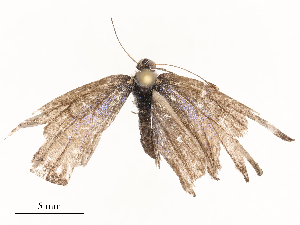  ( - CBG-B20048-G08)  @11 [ ] CreativeCommons - Attribution Share - Alike (2025) CBG Photography Group Centre for Biodiversity Genomics