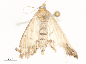  ( - CBG-B20048-G09)  @11 [ ] CreativeCommons - Attribution Share - Alike (2025) CBG Photography Group Centre for Biodiversity Genomics