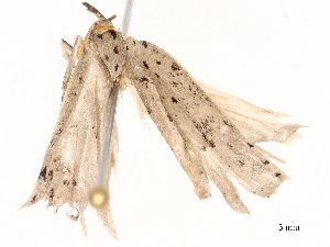  ( - CBG-B20048-G10)  @11 [ ] CreativeCommons - Attribution Share - Alike (2025) CBG Photography Group Centre for Biodiversity Genomics