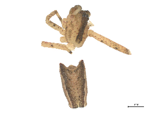  (Sidymella longipes - CBG-B20048-H05)  @11 [ ] CreativeCommons - Attribution Share - Alike (2025) CBG Photography Group Centre for Biodiversity Genomics