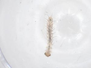  ( - CBG-B20092-F04)  @11 [ ] CreativeCommons - Attribution Share - Alike (2025) Centre for Biodiversity Genomics Centre for Biodiversity Genomics