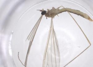  ( - CBG-B20099-C01)  @11 [ ] CreativeCommons - Attribution Share - Alike (2025) Centre for Biodiversity Genomics Centre for Biodiversity Genomics