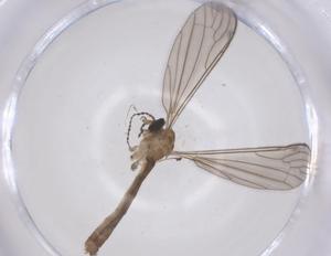  ( - CBG-B20099-D04)  @11 [ ] CreativeCommons - Attribution Share - Alike (2025) Centre for Biodiversity Genomics Centre for Biodiversity Genomics