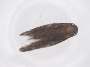  ( - CBG-B20100-A07)  @11 [ ] CreativeCommons - Attribution Share - Alike (2025) Centre for Biodiversity Genomics Centre for Biodiversity Genomics