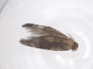  ( - CBG-B20100-H03)  @11 [ ] CreativeCommons - Attribution Share - Alike (2025) Centre for Biodiversity Genomics Centre for Biodiversity Genomics