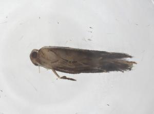  ( - CBG-B20101-A03)  @11 [ ] CreativeCommons - Attribution Share - Alike (2025) Centre for Biodiversity Genomics Centre for Biodiversity Genomics