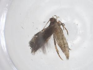  ( - CBG-B20103-F06)  @11 [ ] CreativeCommons - Attribution Share - Alike (2025) Centre for Biodiversity Genomics Centre for Biodiversity Genomics