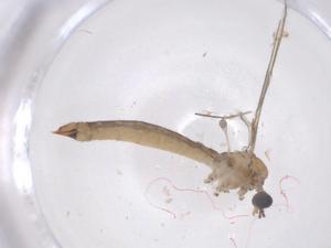  ( - CBG-B21895-G11)  @11 [ ] CreativeCommons - Attribution Share - Alike (2025) Centre for Biodiversity Genomics Centre for Biodiversity Genomics