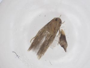  ( - CBG-B21896-E09)  @11 [ ] CreativeCommons - Attribution Share - Alike (2025) Centre for Biodiversity Genomics Centre for Biodiversity Genomics