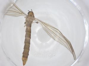  ( - CBG-B21940-D06)  @11 [ ] CreativeCommons - Attribution Share - Alike (2025) Centre for Biodiversity Genomics Centre for Biodiversity Genomics