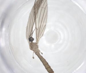  ( - CBG-B21940-H07)  @11 [ ] CreativeCommons - Attribution Share - Alike (2025) Centre for Biodiversity Genomics Centre for Biodiversity Genomics