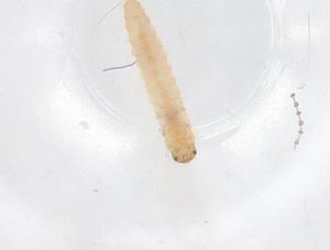  ( - CBG-B22272-F11)  @11 [ ] CreativeCommons - Attribution Share - Alike (2025) Centre for Biodiversity Genomics Centre for Biodiversity Genomics