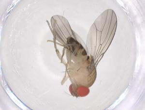  ( - CBG-B22336-F11)  @11 [ ] CreativeCommons - Attribution Share - Alike (2025) Centre for Biodiversity Genomics Centre for Biodiversity Genomics