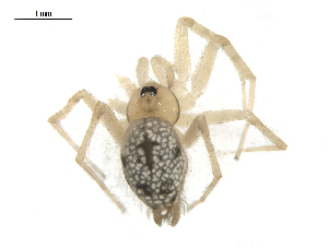 ( - UOS-SPK-00183)  @11 [ ] CreativeCommons - Attribution (2016) G. Blagoev Centre for Biodiversity Genomics