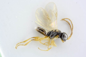  ( - BC-ZSM-HYM-24057-D03)  @11 [ ] by-nc-sa (2020) SNSB, Staatliche Naturwissenschaftliche Sammlungen Bayerns SNSB, Zoologische Staatssammlung Muenchen