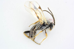  ( - BC-ZSM-HYM-24058-C10)  @11 [ ] by-nc-sa (2020) SNSB, Staatliche Naturwissenschaftliche Sammlungen Bayerns SNSB, Zoologische Staatssammlung Muenchen