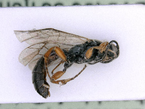  ( - BC-ZSM-HYM-24060-C01)  @11 [ ] by-nc-sa (2020) SNSB, Staatliche Naturwissenschaftliche Sammlungen Bayerns SNSB, Zoologische Staatssammlung Muenchen