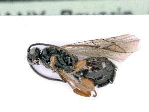  ( - BC-ZSM-HYM-24060-D09)  @12 [ ] CreativeCommons - Attribution Non-Commercial Share-Alike (2016) SNSB, Staatliche Naturwissenschaftliche Sammlungen Bayerns ZSM (SNSB, Zoologische Staatssammlung Muenchen)