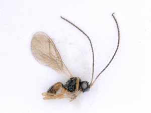  ( - BC-ZSM-HYM-24061-B09)  @12 [ ] by-nc-sa (2020) SNSB, Staatliche Naturwissenschaftliche Sammlungen Bayerns SNSB, Zoologische Staatssammlung Muenchen