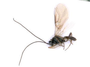  ( - BC-ZSM-HYM-24064-G07)  @11 [ ] by-nc-sa (2020) SNSB, Staatliche Naturwissenschaftliche Sammlungen Bayerns SNSB, Zoologische Staatssammlung Muenchen