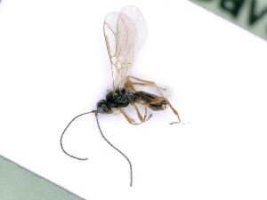  ( - BC-ZSM-HYM-24065-B01)  @11 [ ] by-nc-sa (2020) SNSB, Staatliche Naturwissenschaftliche Sammlungen Bayerns SNSB, Zoologische Staatssammlung Muenchen