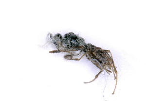  ( - BC-ZSM-HYM-24065-H01)  @11 [ ] by-nc-sa (2020) SNSB, Staatliche Naturwissenschaftliche Sammlungen Bayerns SNSB, Zoologische Staatssammlung Muenchen