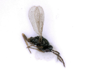  ( - BC-ZSM-HYM-24066-G07)  @13 [ ] CreativeCommons - Attribution Non-Commercial Share-Alike (2016) SNSB, Staatliche Naturwissenschaftliche Sammlungen Bayerns ZSM (SNSB, Zoologische Staatssammlung Muenchen)