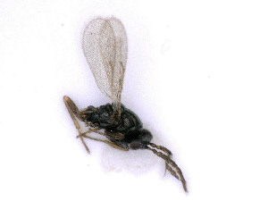  ( - BC-ZSM-HYM-24066-G07)  @12 [ ] by-nc-sa (2020) SNSB, Staatliche Naturwissenschaftliche Sammlungen Bayerns SNSB, Zoologische Staatssammlung Muenchen
