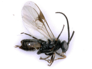  ( - BC-ZSM-HYM-24067-C05)  @12 [ ] CreativeCommons - Attribution Non-Commercial Share-Alike (2016) SNSB, Staatliche Naturwissenschaftliche Sammlungen Bayerns ZSM (SNSB, Zoologische Staatssammlung Muenchen)