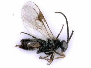  ( - BC-ZSM-HYM-24067-C05)  @13 [ ] by-nc-sa (2020) SNSB, Staatliche Naturwissenschaftliche Sammlungen Bayerns SNSB, Zoologische Staatssammlung Muenchen