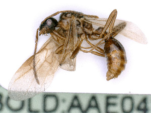  ( - BC-ZSM-HYM-24070-F07)  @12 [ ] CreativeCommons - Attribution Non-Commercial Share-Alike (2016) SNSB, Staatliche Naturwissenschaftliche Sammlungen Bayerns ZSM (SNSB, Zoologische Staatssammlung Muenchen)