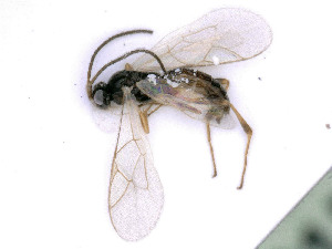  ( - BC-ZSM-HYM-24072-B08)  @11 [ ] by-nc-sa (2020) SNSB, Staatliche Naturwissenschaftliche Sammlungen Bayerns SNSB, Zoologische Staatssammlung Muenchen