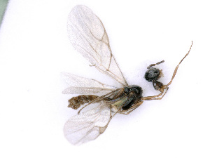  ( - BC-ZSM-HYM-24074-E06)  @12 [ ] CreativeCommons - Attribution Non-Commercial Share-Alike (2016) SNSB, Staatliche Naturwissenschaftliche Sammlungen Bayerns ZSM (SNSB, Zoologische Staatssammlung Muenchen)