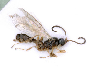  ( - BC-ZSM-HYM-24074-G05)  @11 [ ] by-nc-sa (2020) SNSB, Staatliche Naturwissenschaftliche Sammlungen Bayerns SNSB, Zoologische Staatssammlung Muenchen