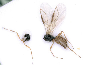  ( - BC-ZSM-HYM-24078-A01)  @11 [ ] by-nc-sa (2020) SNSB, Staatliche Naturwissenschaftliche Sammlungen Bayerns SNSB, Zoologische Staatssammlung Muenchen