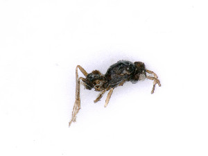  ( - BC-ZSM-HYM-24105-D09)  @11 [ ] by-nc-sa (2020) SNSB, Staatliche Naturwissenschaftliche Sammlungen Bayerns SNSB, Zoologische Staatssammlung Muenchen
