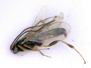  ( - BC-ZSM-HYM-24107-C09)  @11 [ ] by-nc-sa (2020) SNSB, Staatliche Naturwissenschaftliche Sammlungen Bayerns SNSB, Zoologische Staatssammlung Muenchen