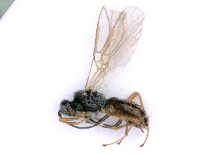  ( - BC-ZSM-HYM-24108-B11)  @11 [ ] CreativeCommons - Attribution Non-Commercial Share-Alike (2016) SNSB, Staatliche Naturwissenschaftliche Sammlungen Bayerns ZSM (SNSB, Zoologische Staatssammlung Muenchen)