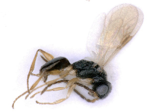  ( - BC-ZSM-HYM-24112-E12)  @11 [ ] CreativeCommons - Attribution Non-Commercial Share-Alike (2016) SNSB, Staatliche Naturwissenschaftliche Sammlungen Bayerns ZSM (SNSB, Zoologische Staatssammlung Muenchen)