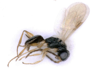  ( - BC-ZSM-HYM-24112-E12)  @11 [ ] by-nc-sa (2020) SNSB, Staatliche Naturwissenschaftliche Sammlungen Bayerns SNSB, Zoologische Staatssammlung Muenchen