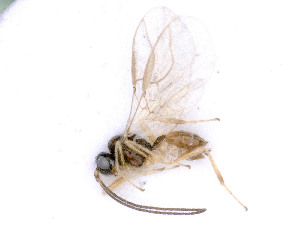  (Exotela lonicerae - BC-ZSM-HYM-24112-F03)  @11 [ ] by-nc-sa (2020) SNSB, Staatliche Naturwissenschaftliche Sammlungen Bayerns SNSB, Zoologische Staatssammlung Muenchen