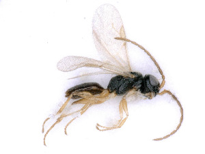  ( - BC-ZSM-HYM-24112-F04)  @11 [ ] by-nc-sa (2020) SNSB, Staatliche Naturwissenschaftliche Sammlungen Bayerns SNSB, Zoologische Staatssammlung Muenchen