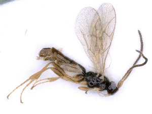  ( - BC-ZSM-HYM-24112-F09)  @11 [ ] by-nc-sa (2020) SNSB, Staatliche Naturwissenschaftliche Sammlungen Bayerns SNSB, Zoologische Staatssammlung Muenchen