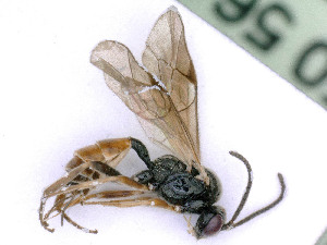  ( - BC-ZSM-HYM-24112-H01)  @11 [ ] by-nc-sa (2020) SNSB, Staatliche Naturwissenschaftliche Sammlungen Bayerns SNSB, Zoologische Staatssammlung Muenchen