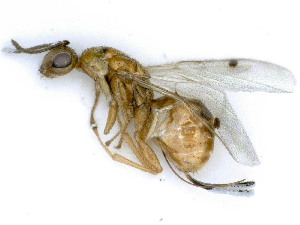  ( - BC-ZSM-HYM-24115-B11)  @11 [ ] by-nc-sa (2020) SNSB, Staatliche Naturwissenschaftliche Sammlungen Bayerns SNSB, Zoologische Staatssammlung Muenchen