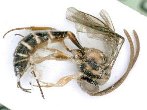  ( - BC-ZSM-HYM-24115-D07)  @13 [ ] CreativeCommons - Attribution Non-Commercial Share-Alike (2016) SNSB, Staatliche Naturwissenschaftliche Sammlungen Bayerns ZSM (SNSB, Zoologische Staatssammlung Muenchen)