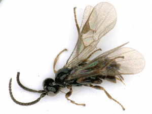  ( - BC-ZSM-HYM-24115-H10)  @11 [ ] by-nc-sa (2020) SNSB, Staatliche Naturwissenschaftliche Sammlungen Bayerns SNSB, Zoologische Staatssammlung Muenchen