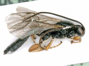 ( - BC-ZSM-HYM-24116-A12)  @11 [ ] by-nc-sa (2020) SNSB, Staatliche Naturwissenschaftliche Sammlungen Bayerns SNSB, Zoologische Staatssammlung Muenchen