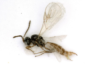  (Binodoxys - BC-ZSM-HYM-24117-B06)  @14 [ ] CreativeCommons - Attribution Non-Commercial Share-Alike (2016) SNSB, Staatliche Naturwissenschaftliche Sammlungen Bayerns ZSM (SNSB, Zoologische Staatssammlung Muenchen)